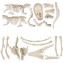 Gioco Clementoni Jurassic World Kit del Paleontologo